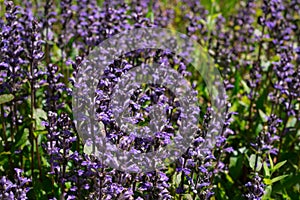 Close-up of purple flowers of decorative moss