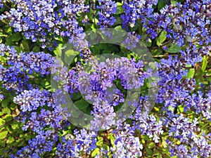 Close-up of purple flowers of decorative moss on a background of green leaves