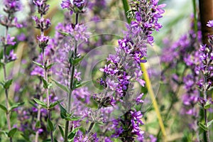 Close up of purple flowers in the field