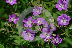 A close up of purple flowers of Geranium sylvaticum the wood cranesbill or woodland geranium, top view