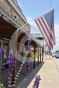 Close up of Purple Flowers Growing in Historic Downtown Granger Texas