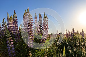 A close up of purple flowers of Lupinus polyphyllus large-leaved, big-leaved or many-leaved lupine in the field