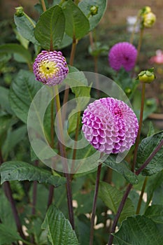 Close up of purple flowers of Pompon Dahlia, or \