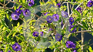 Close up of purple flowers of Solanum rantonnetii, Cyprus