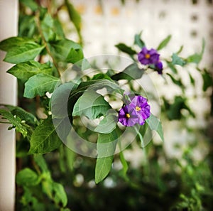 Close up of a purple flowers of Solanum rantonnetti