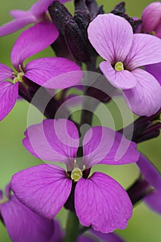 Close-up on the purple flowers of a wallflower Erysimum cheiri