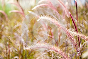 Close up of purple fountain grass