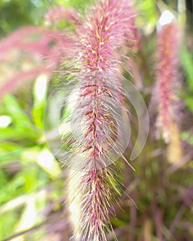 Close-up of purple fountaingrass