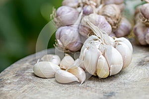 Close up of purple garlic.