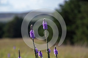 A close up of a purple Gayfeather flower in the wild of Nebraska photo