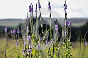 A close up of a purple Gayfeather flower in the wild of Nebraska photo