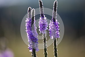 A close up of a purple Gayfeather flower in the wild of Nebraska photo