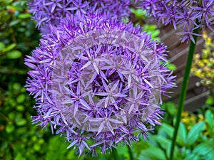 Close up of the purple Giant Onion, Allium Giganteum, Blossom