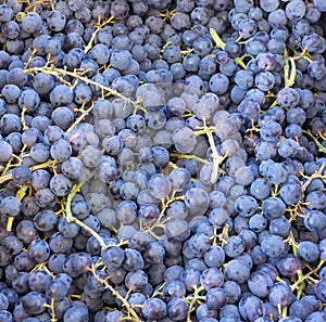 Close up of purple grapes and their stems at the local market