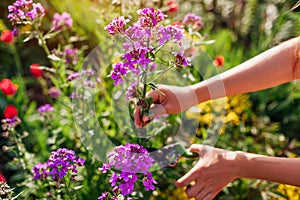 Close up of purple Hesperis matronalis blooming in spring garden. Gardener picking flowers cutting stem with pruner photo