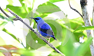 Close up of a Purple Honeycreeper Cyanerpes caeruleus male