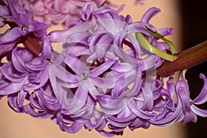 Close-up of purple hyacinth flowers as a spring background, hyacinthus flowers macro look