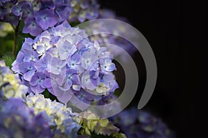 Close-up of purple hydrangea flowers blooming against dark background