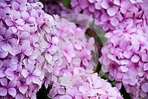 Close-up of purple hydrangea flowers, with selective focus, horizonta