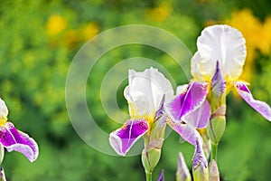 Close up of purple iris flower in green garden