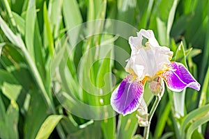 Close up of purple iris flower in green garden