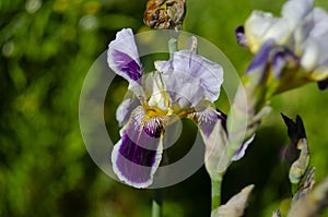 Close up of purple iris flowers. Lot of irises. Large cultivated flowers of bearded iris