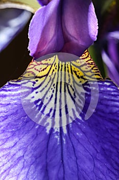 Iris sanguinea