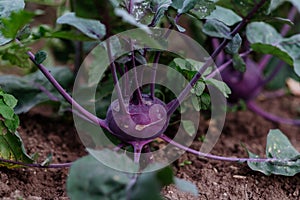 Close-up of purple kohlrabi growing in the garden.