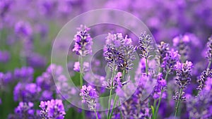 Close up of purple lavender flowers field. Natural background. Slow motion.