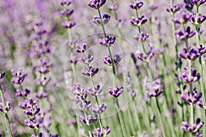 Close up of Purple Lavender flowers in Lavender Field during Summer at Countryside in Transylvania.
