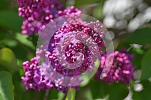 Close up of a purple lilac blossom