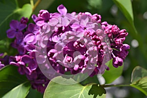 Close up of a purple lilac blossom