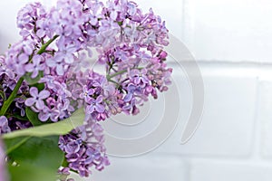 Close-up of purple lilac branch on background of white brick wall. Sunny spring day. Branches of blooming lilac flowers, decor ide