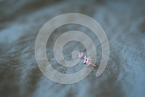 Close-up of purple lilac flowers in bloom on blue linen sheet, eco lifestyle concept, still life, space for text, shallow depth of