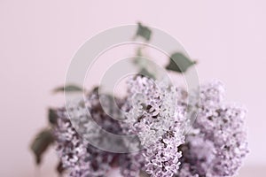 Close-up of purple lilac flowers branch in bloom on lilac background, eco lifestyle concept, still life, postcard, space