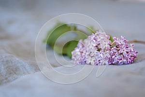 Close-up of purple lilac flowers branch in bloom on linen sheet, eco lifestyle concept, still life, space