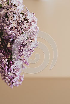 Close-up of purple lilac flowers branch in bloom on neutral background, eco lifestyle concept, still life, space