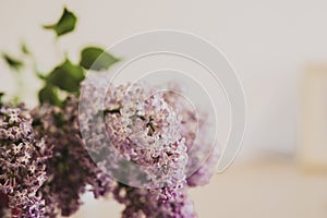 Close-up of purple lilac flowers branch in bloom on neutral background, eco lifestyle concept, still life, space