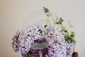 Close-up of purple lilac flowers branch in bloom on neutral background, eco lifestyle concept, still life, space