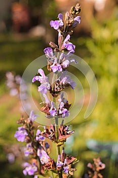 Close-up purple little flowers in the country house