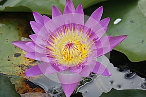 Close-up purple lotus