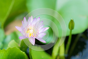 Close up of purple lotus, bee