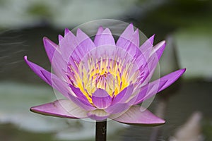 Close up purple lotus at Bogor botanical garden