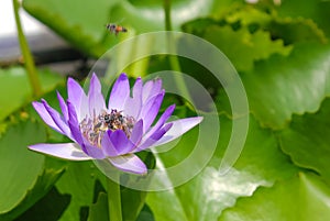 Close up of purple lotus flower with bees flying and pollinating