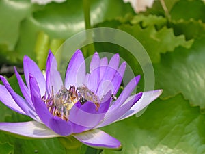 Close up of purple lotus flower with bees pollinating