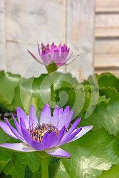 Close up of purple lotus flower with several bees piled pollinating