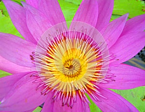 Close up purple lotus flower , water lily, floral background.