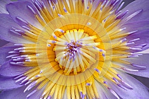 Close up of purple lotus or water lily flower and light blue carpel.