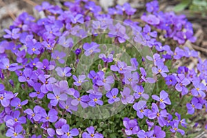 Close-up of purple low growing phlox flowers in springtime