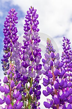 Close up purple lupine flower closeup outdoors.Lupinus, lupin, lupine field with pink purple and blue flowers. Bunch of lupines